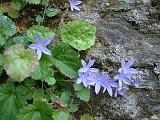 campanula Blue 